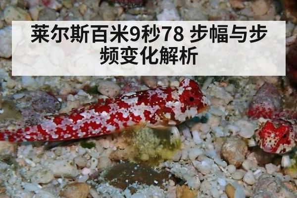 莱尔斯百米9秒78 步幅与步频变化解析