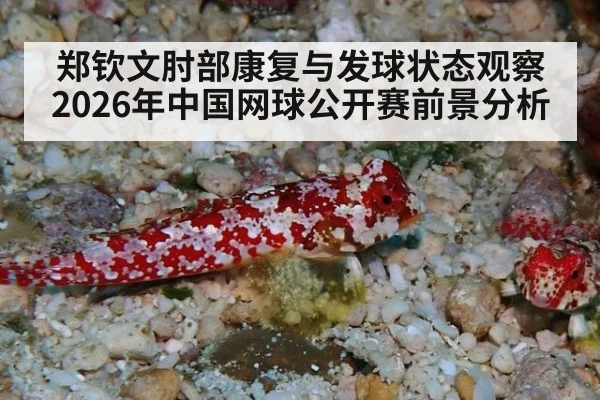 郑钦文肘部康复与发球状态观察 2026年中国网球公开赛前景分析 | kaiyun